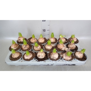 Hyacinthus orie. 'Pearl White'