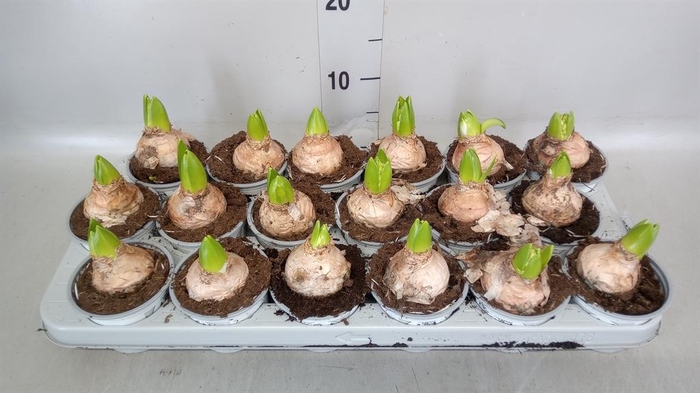 <h4>Hyacinthus orie. 'Pearl White'</h4>