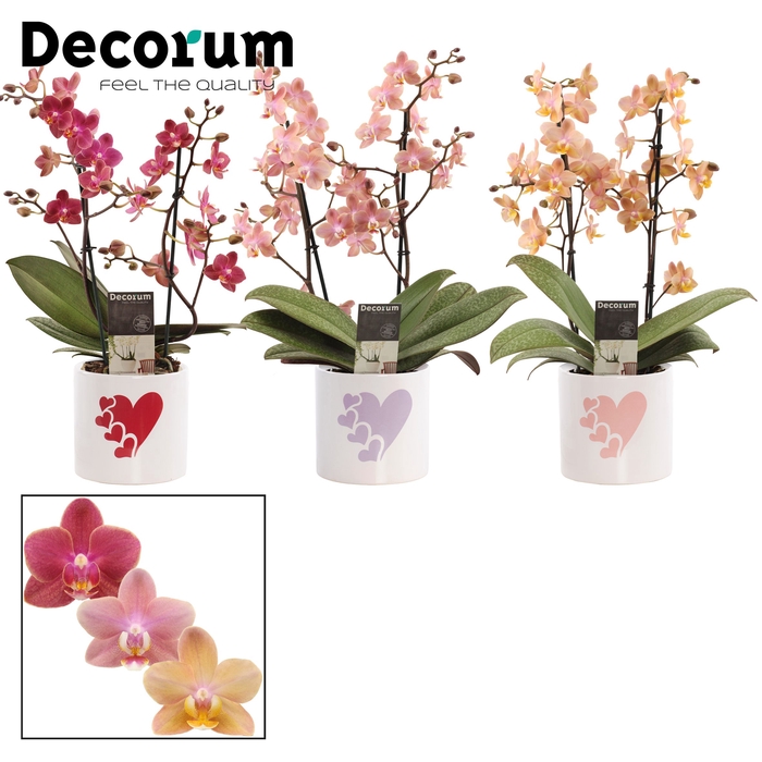 <h4>Phalaenopsis perfíum 2+ tak mix in Fien (Party Love-collection)</h4>