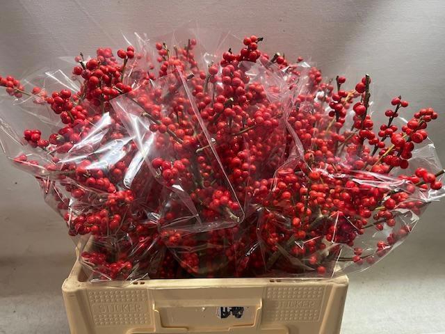 <h4>ILEX VE RODE BES</h4>