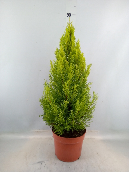 <h4>Cupressus macro. 'Goldcrest Wilma'</h4>