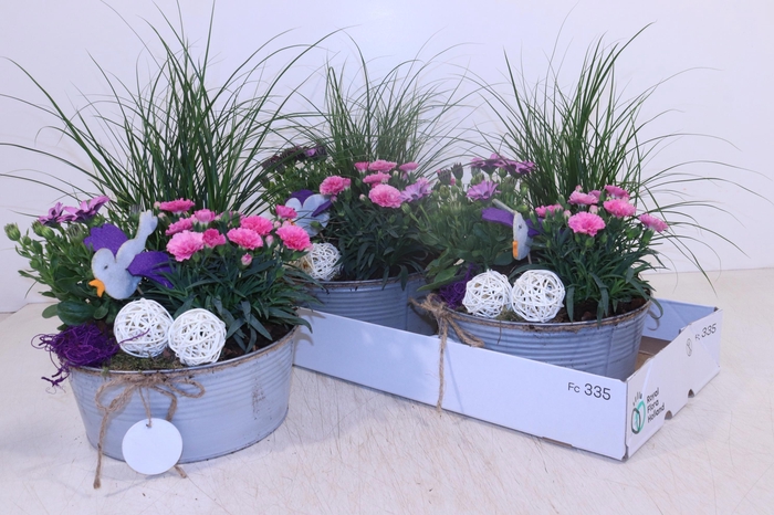 <h4>ARR TUINPLANTEN</h4>