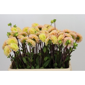 Dahlia Hapet Cheddar