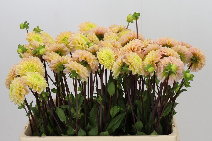 <h4>Dahlia Hapet Cheddar</h4>