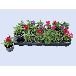 VERBE GEM IN POT