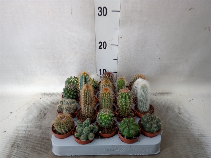 <h4>Cactus   ...mix</h4>