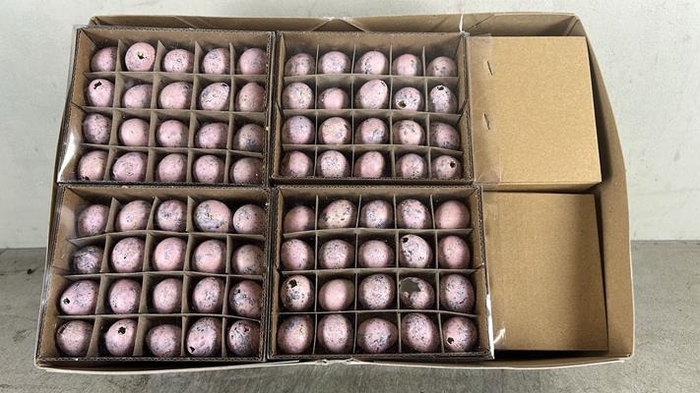 Egg Quail Pink Box(60pcs)