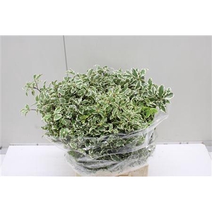 Pittosporum Bs