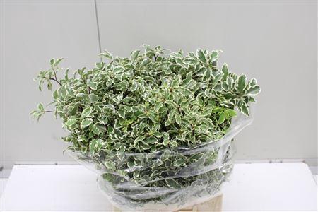 <h4>Pittosporum Bs</h4>