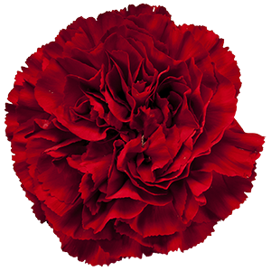 <h4>DIAN.ST. Virgilio</h4>