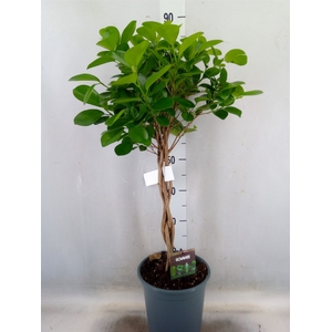 Ficus microcarpa 'Moclame'