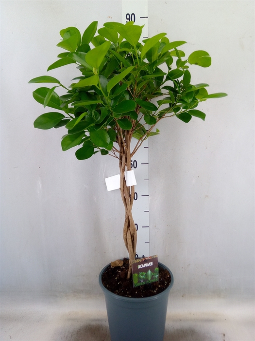 <h4>Ficus microcarpa 'Moclame'</h4>