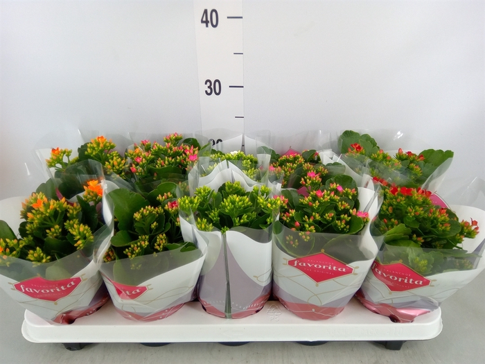 <h4>Kalanchoe blos.   ..mix 6</h4>