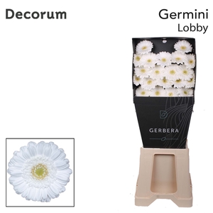 Germini Lobby Diamond