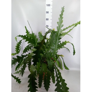 Epiphyllum anguliger