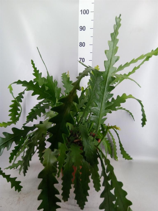<h4>Epiphyllum anguliger</h4>