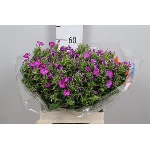 Phlox P Sky Eyes