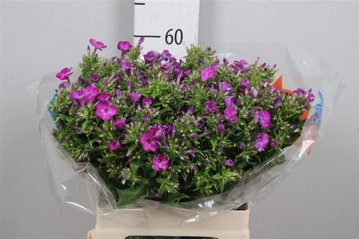 <h4>Phlox P Sky Eyes</h4>
