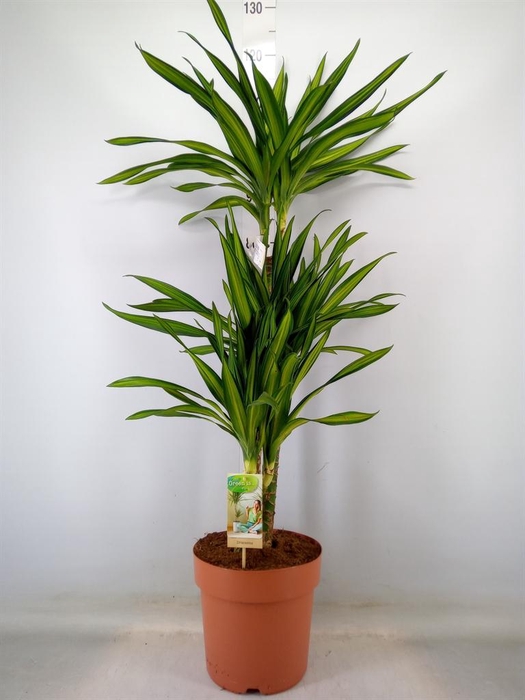 <h4>Dracaena frag. 'Riki'</h4>