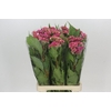 Celosia Cr Bombay Firosa