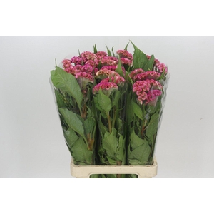 Celosia Cr Bombay Firosa