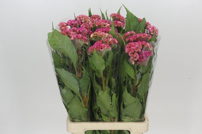 <h4>Celosia Cr Bombay Firosa</h4>