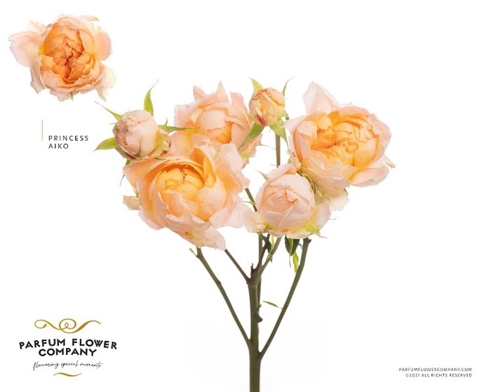 <h4>Rosa Spray Princess Aiko</h4>