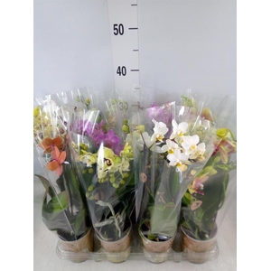 Phalaenopsis   ...mix