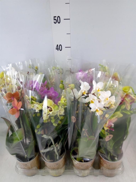 <h4>Phalaenopsis   ...mix</h4>