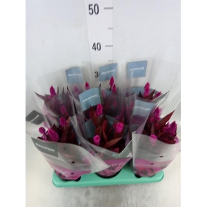 Celosia spic. 'Mystic Shades'