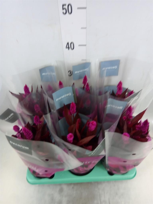 <h4>Celosia spic. 'Mystic Shades'</h4>