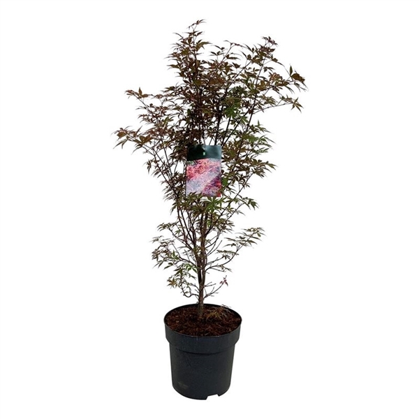 <h4>Acer pal. 'Skeeter's Broom'</h4>