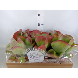 Kalanchoe NF thyrsiflora