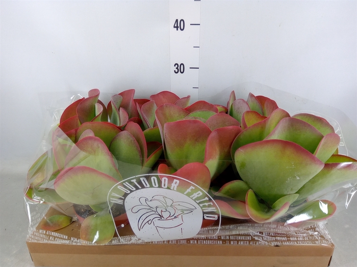 <h4>Kalanchoe NF thyrsiflora</h4>