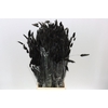 Dried Lagurus Black