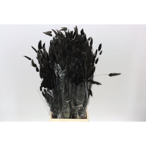 Dried Lagurus Black
