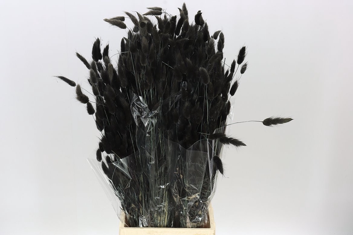 <h4>Dried Lagurus Black</h4>