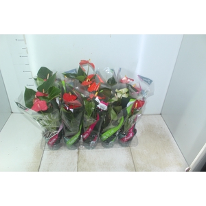 ANTHURIUM VARIADO P12