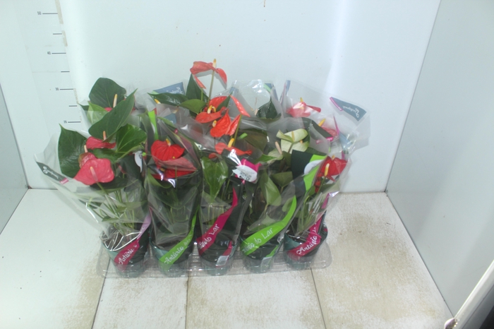 <h4>ANTHURIUM VARIADO P12</h4>