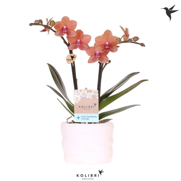 <h4>Kolibri Orchids Phalaenopsis Bolzano 2 spike in pot white with easy watering system</h4>