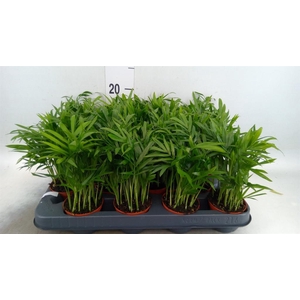 Chamaedorea elegans
