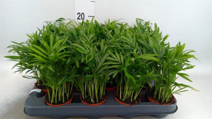 <h4>Chamaedorea elegans</h4>