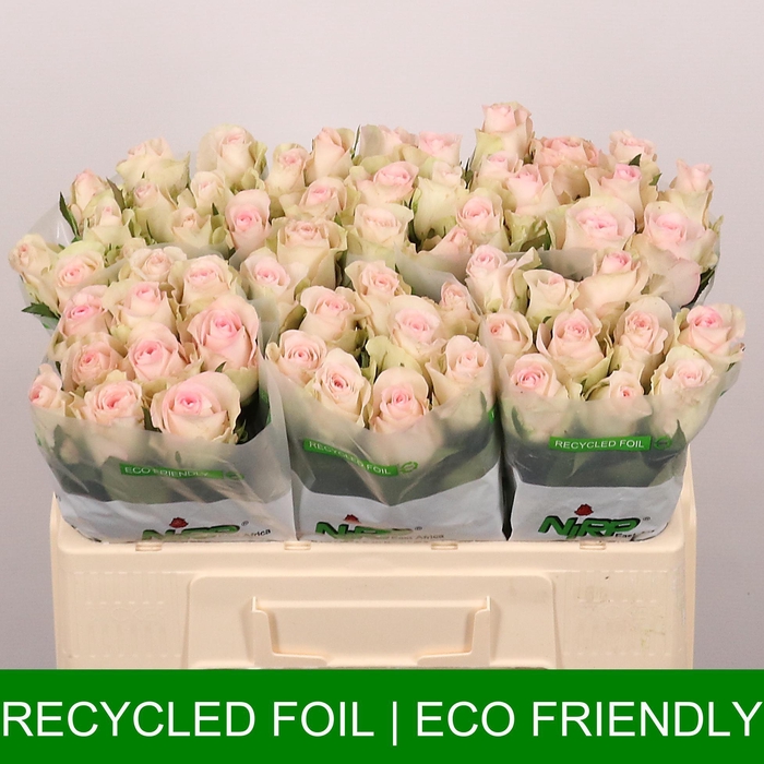 <h4>R GR PARTY GIRL</h4>