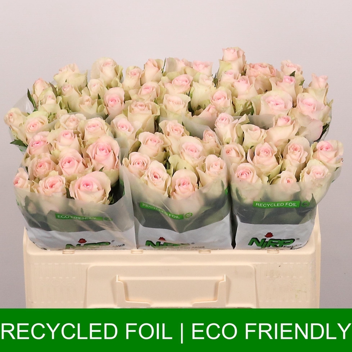 <h4>R GR PARTY GIRL</h4>