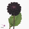 DAHL (DECORATIVE GRP) DARK SPIRIT