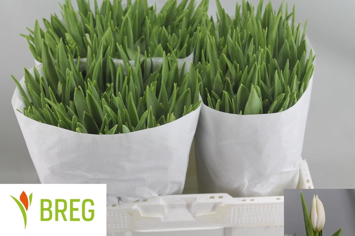 <h4>TU EN POLAR BEAR</h4>