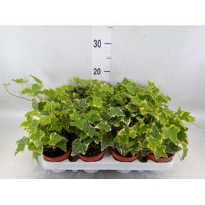 Hedera helix 'Goldchild'