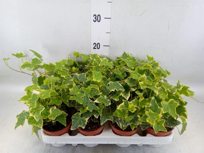 <h4>Hedera helix 'Goldchild'</h4>