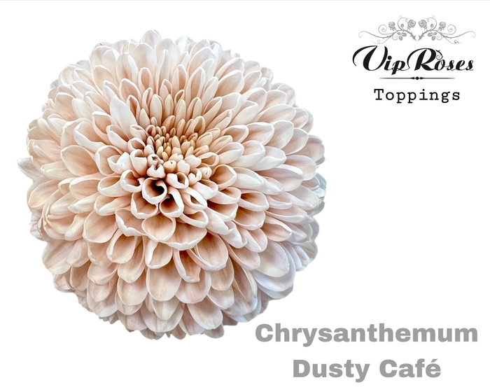 <h4>CHR G DUSTY CAFE</h4>