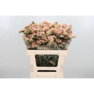 Lim S Glow Sun Birds